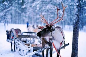 Christmas Sleigh Collection